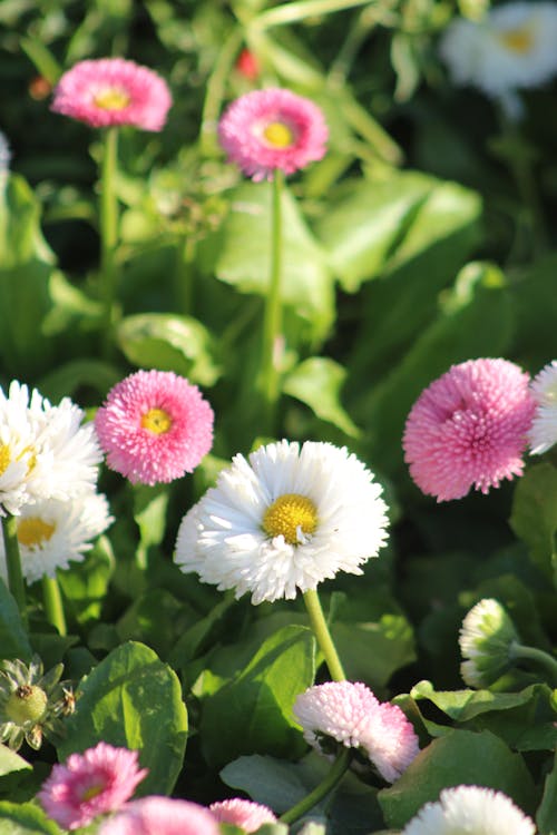 Foto stok gratis aster, berbunga, bidang