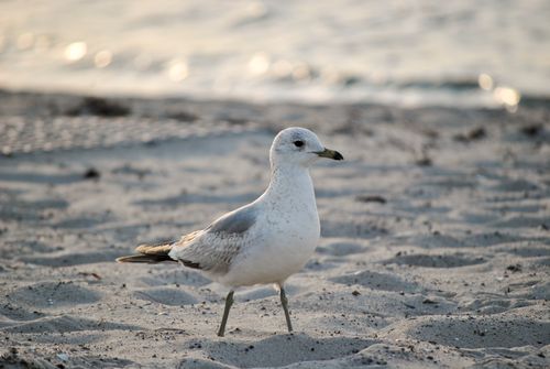 Free A lone seagull stands gracefully on the sandy shores of Insel Poel. Stock Photo