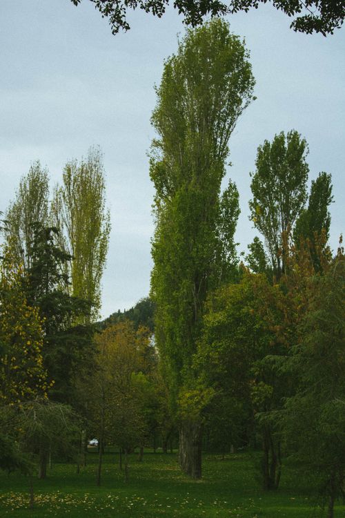 Free Serene forest view featuring tall poplar trees under a muted sky, perfect for nature themes. Stock Photo