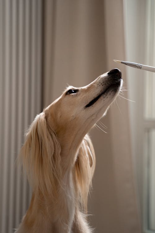 국내 개, 그레이하운드, 동물 머리의 무료 스톡 사진