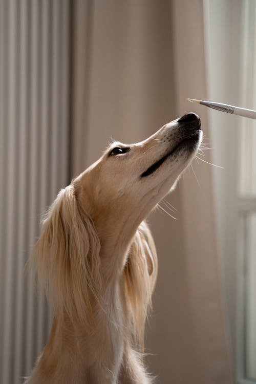 Photos gratuites de animaux de compagnie, chien domestique, concentration