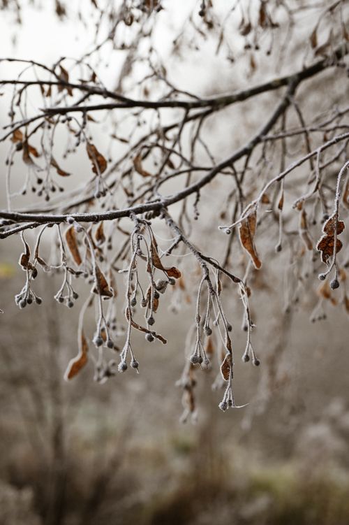 Free A close-up of a branch covered in frost with withered leaves during winter. Stock Photo