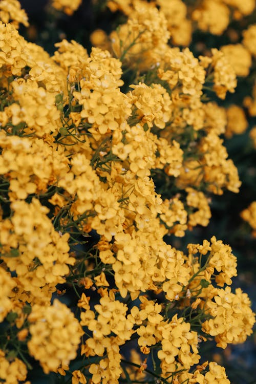 무료 꽃 사진, 노란 꽃, 수직 쐈어의 무료 스톡 사진