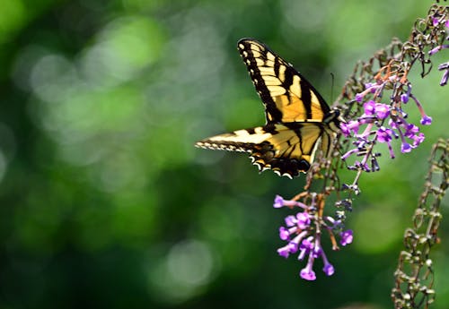 Gratis lagerfoto af sommerfugl, sommerfugl på en blomst