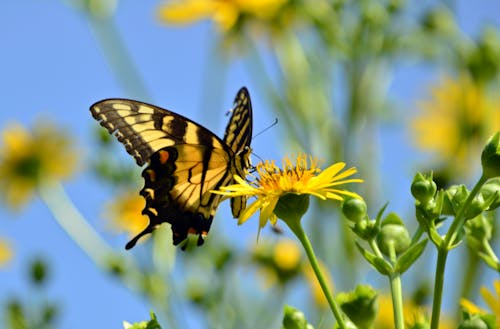 Gratis lagerfoto af insekt, sommerfugl, sommerfugl på en blomst