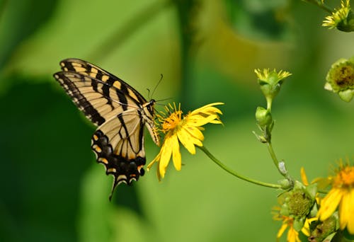 Gratis lagerfoto af sommerfugl på en blomst