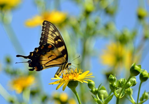 Gratis lagerfoto af sommerfugl, sommerfugl på en blomst
