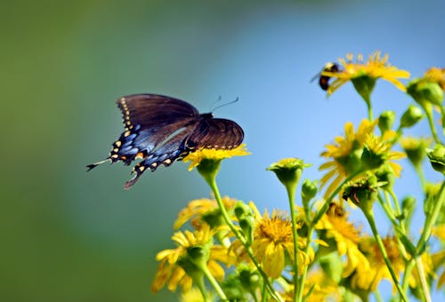 Gratis lagerfoto af insekt, sommerfugl, sommerfugl på en blomst