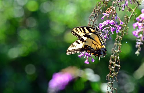 Gratis lagerfoto af insekt, sommerfugl, sommerfugl på en blomst