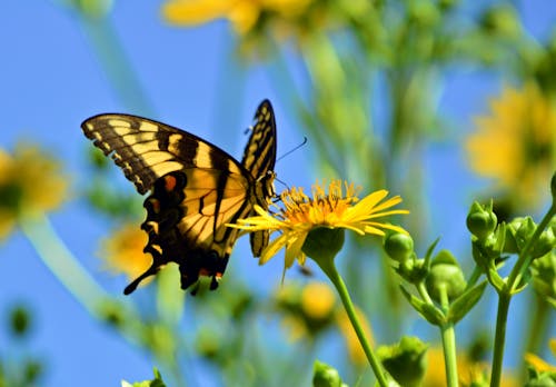 Gratis lagerfoto af sommerfugl, sommerfugl insekt, sommerfugl på en blomst