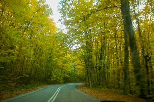 Free stock photo of autumn, autumn atmosphere, autumn background