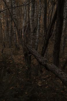 Dark, moody autumn forest with birch trees and fallen trunk. Perfect for nature themes.