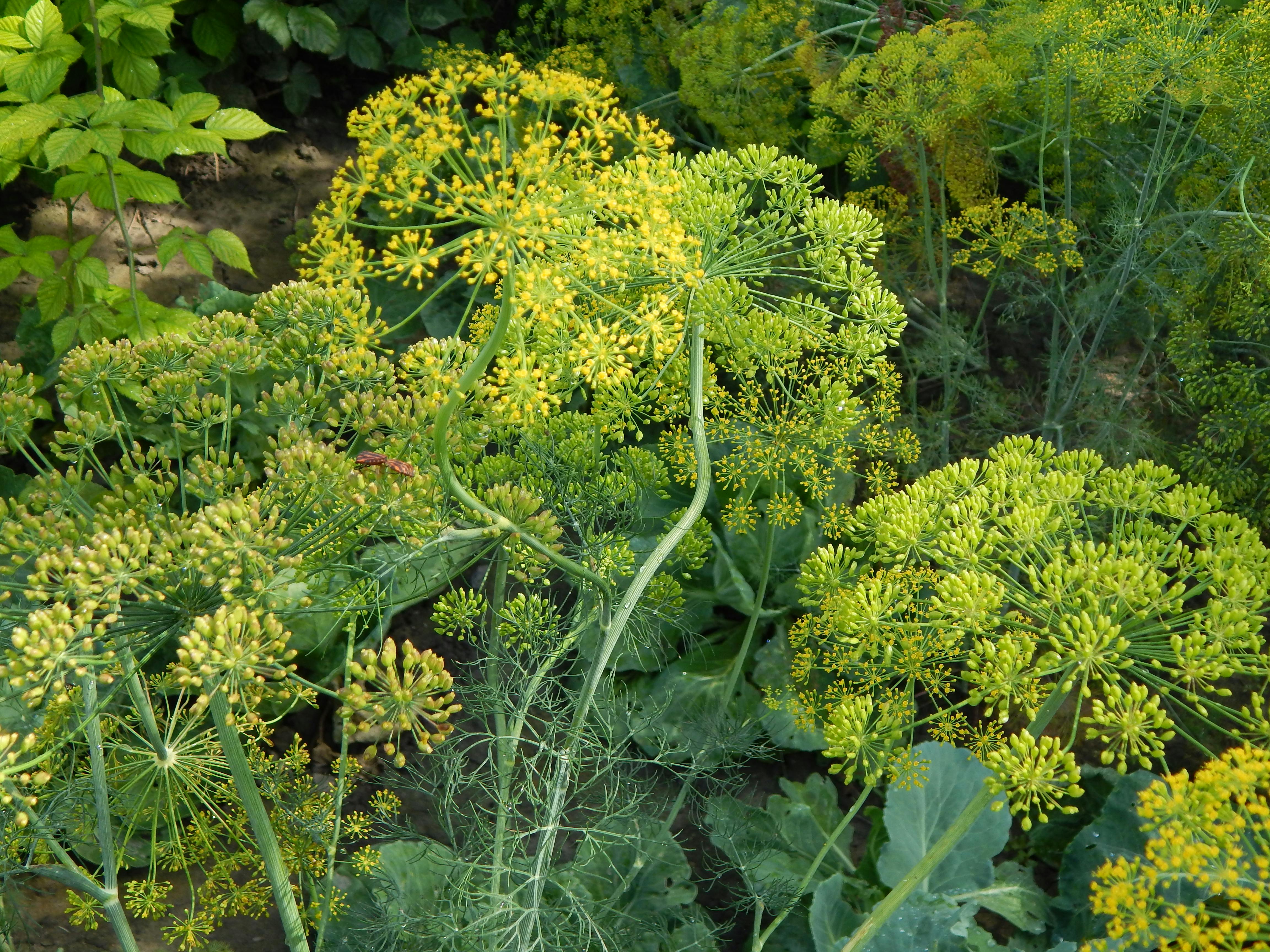 Frau bewundert den Sonnenuntergang während einer Premium Desert Safari in Dubai