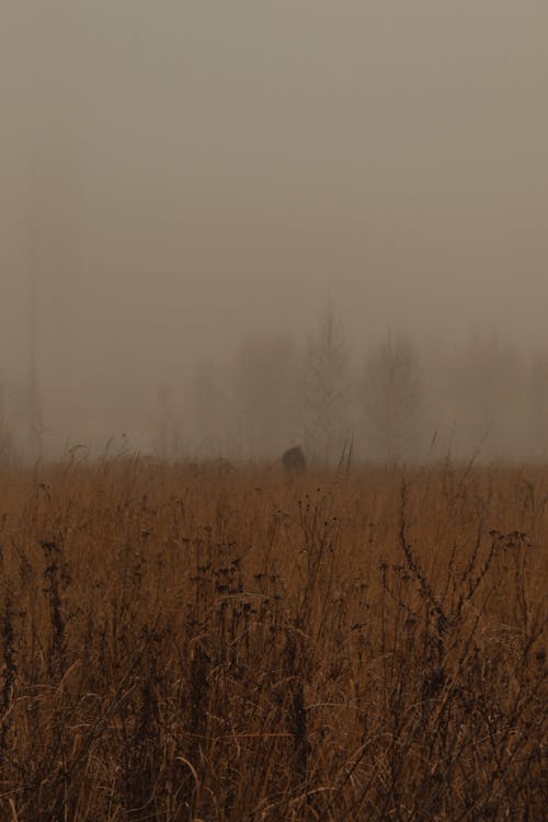 Brown Grass Field Covered with Fog