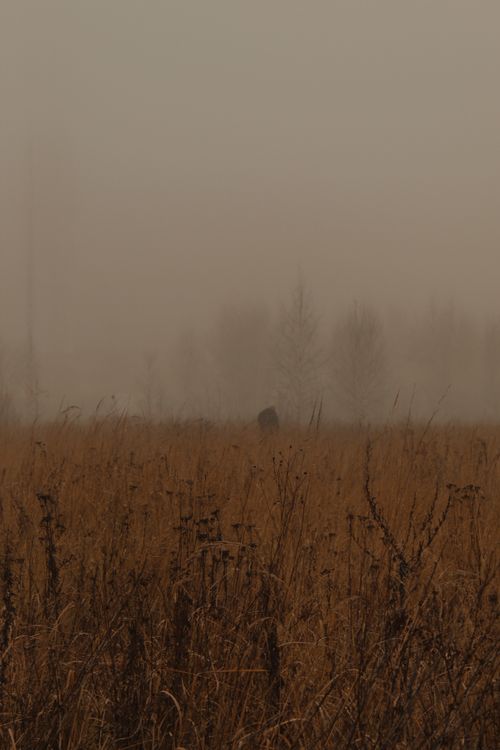 Free A foggy field scene featuring tall grass under a misty sky. Atmospheric and serene. Stock Photo
