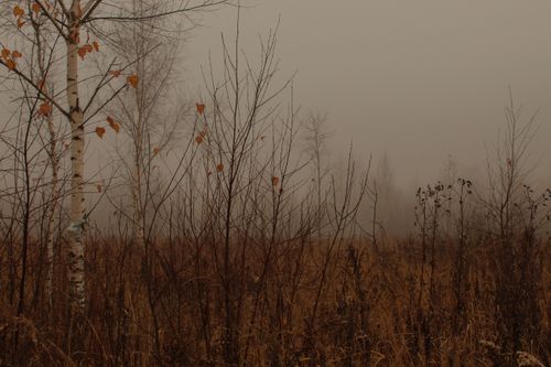 Free A tranquil foggy meadow with bare trees and dry grass in autumn. Stock Photo