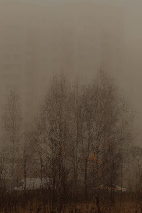 Bare Trees near a Building During Foggy Day