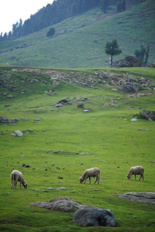 Imagine de stoc gratuită din agricultură, animale, deal