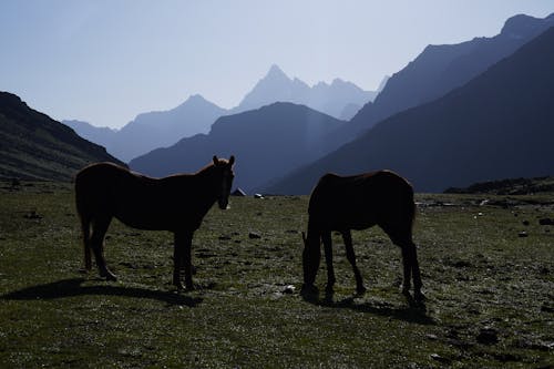 Δωρεάν στοκ φωτογραφιών με άλογα, βοσκή, βοσκοτόπι