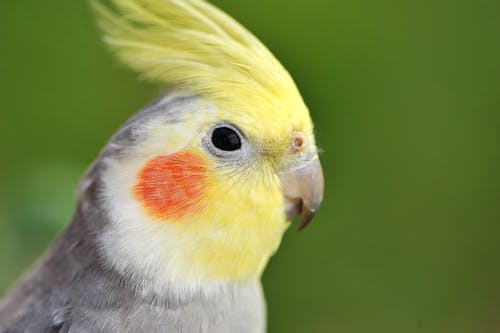 Free Close Up Photo of a Bird Stock Photo