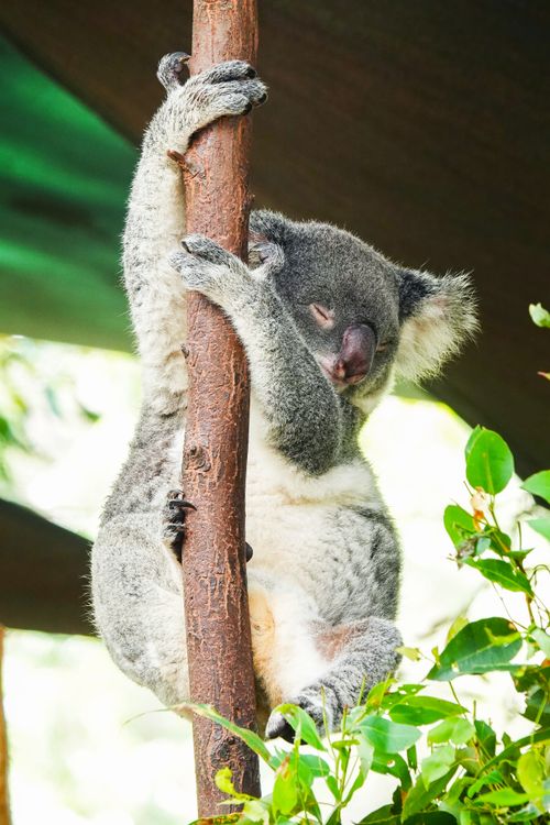 Free A serene koala resting on a tree branch in the Australian wilderness. Stock Photo