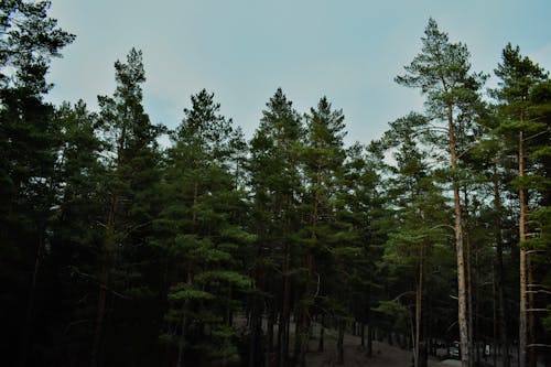 Základová fotografie zdarma na téma borovice, jasný, jehličnan