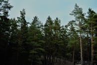 在拉脱维亚明亮的蓝天下，宁静的常绿森林郁郁葱葱