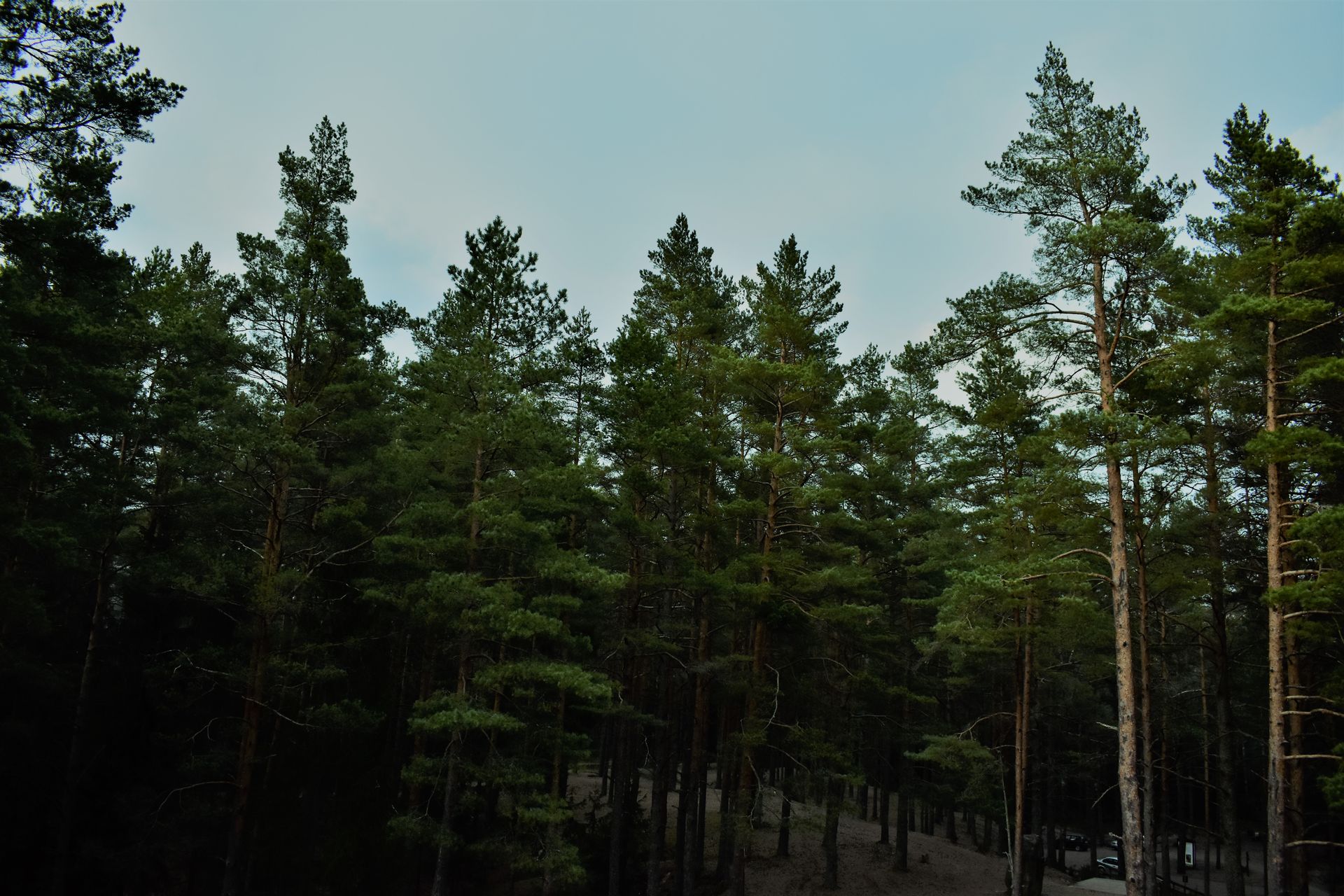 Tranquil view of a lush evergreen forest under a bright blue sky in Latvia.