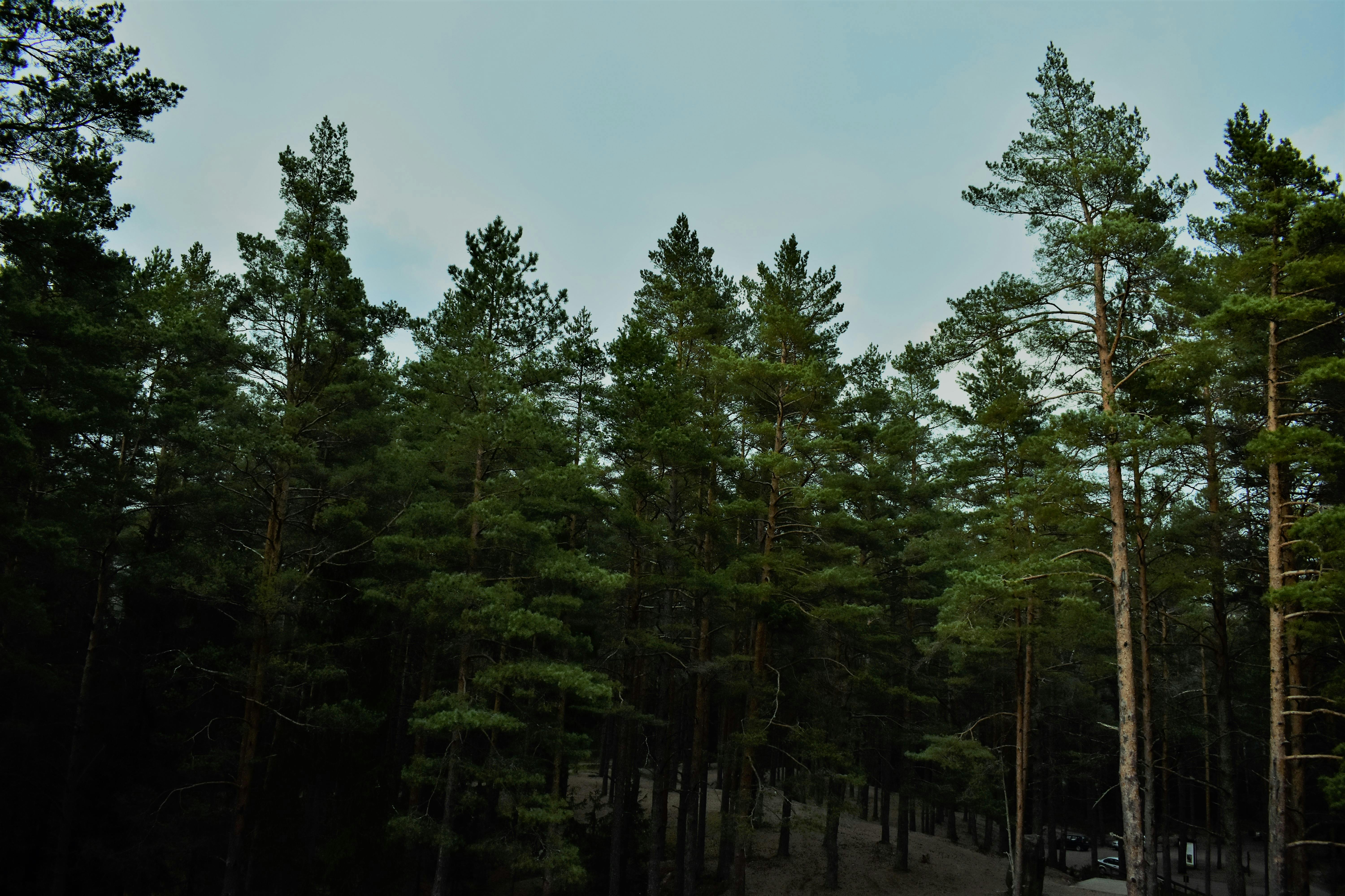 pine trees background