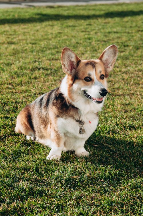 Free Cute Welsh Corgi dog sitting happily on a sunny grass field. Perfect outdoor animal portrait. Stock Photo
