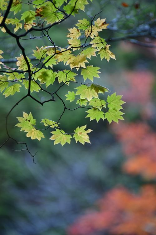 Free Close-up of maple leaves with blurred autumn background in Nikko, Tochigi, Japan. Stock Photo