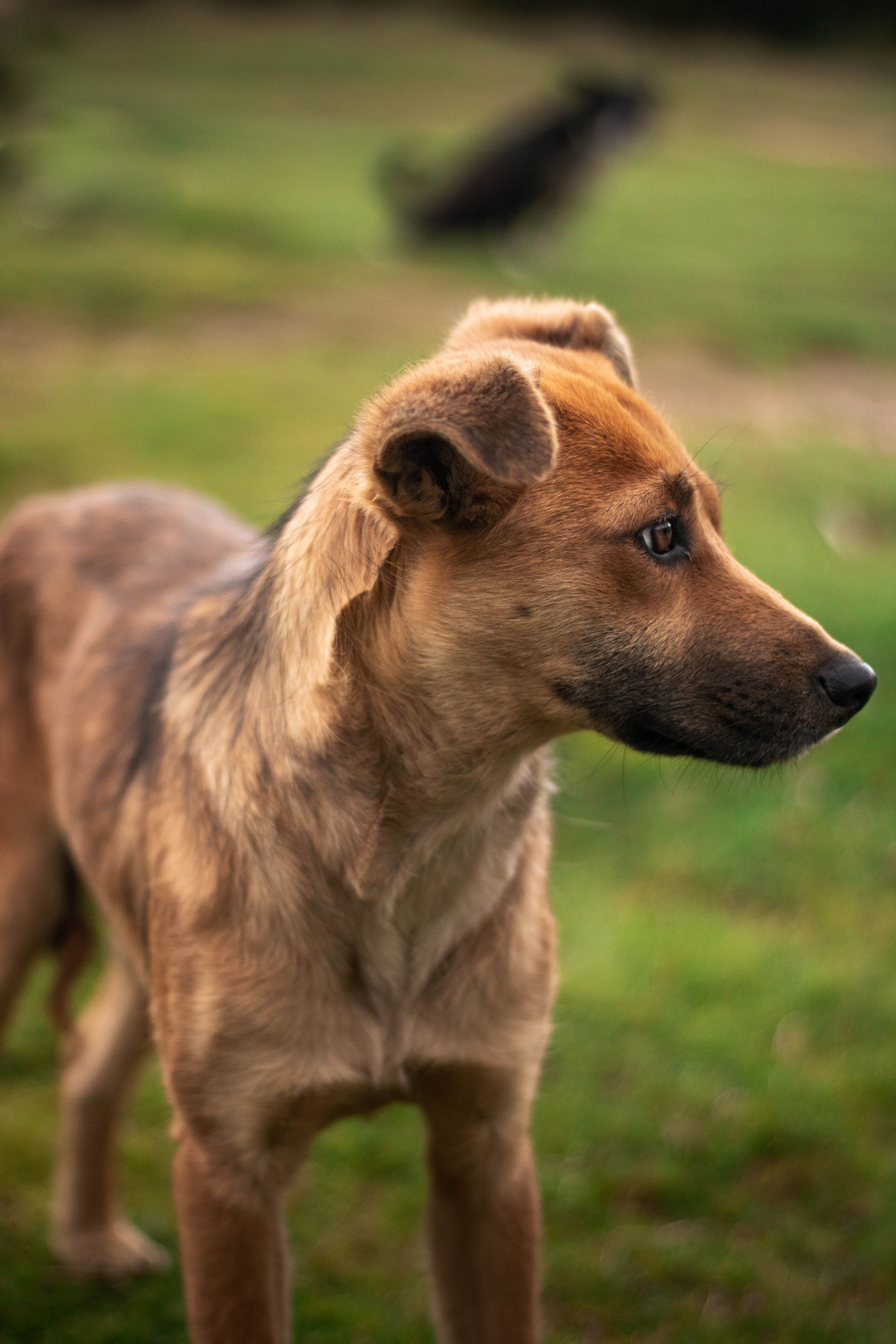 Brown Dog in Close Up Photography · Free Stock Photo