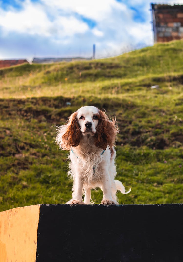 Portrait Of An English Cocker Spaniel 