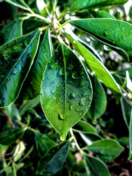 カメラ, ダークグリーンの植物, ハッピーの無料の写真素材