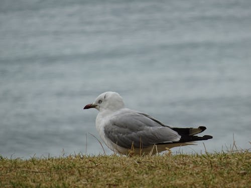 Foto profissional grátis de ave marinha, gaivota