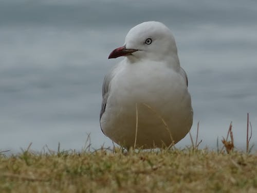 Foto profissional grátis de ave marinha, gaivota, gaivotas