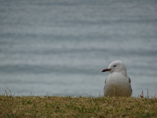 Foto profissional grátis de ave marinha, gaivota, gaivotas