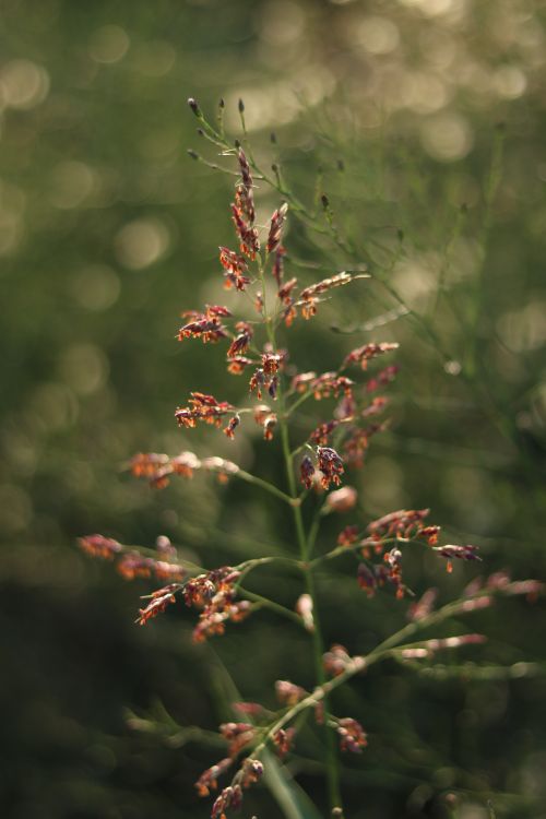 Free Close-up of a vibrant grass spikelet against a blurred green background, capturing the beauty of nature. Stock Photo
