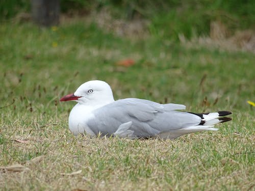 Free stock photo of seabird, seagull, seagulls