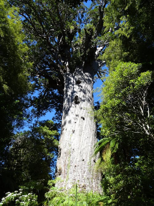 Foto d'estoc gratuïta de arbre, natura, sequoia