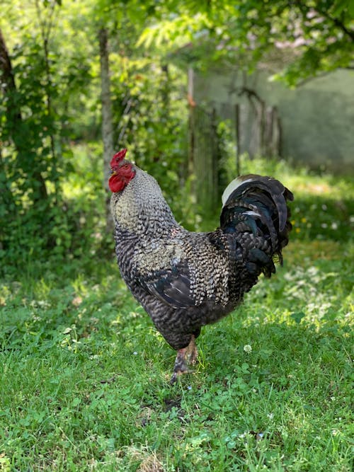A Chicken on Green Grass Field