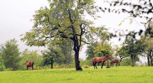 Free stock photo of beautiful nature, brown horse, fariborz