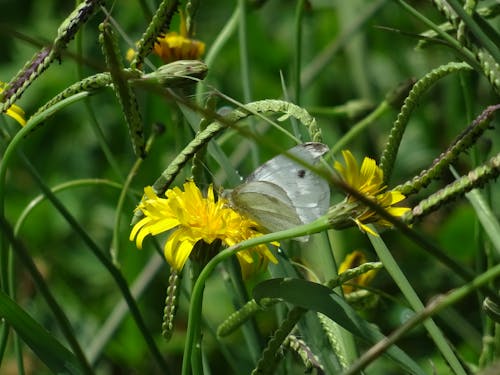 çiçek üstünde kelebek, kelebek içeren Ücretsiz stok fotoğraf