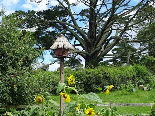 ağaç, ağaç ev, kuş evi içeren Ücretsiz stok fotoğraf