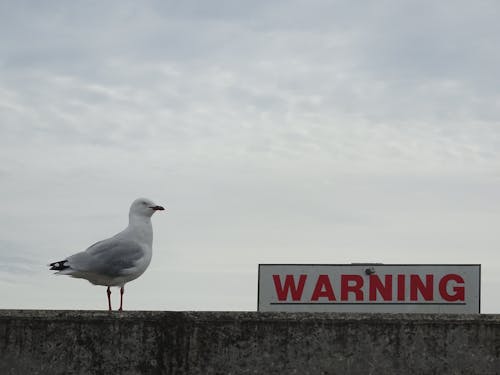Free stock photo of look out, seagull, warning