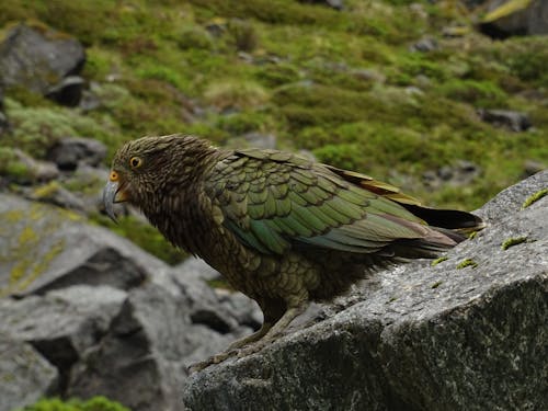 Free stock photo of bird, green parrot, mountain