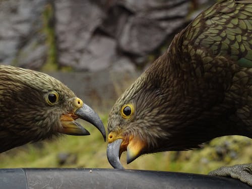 Gratis lagerfoto af fugl, grønne papegøje, New Zealand