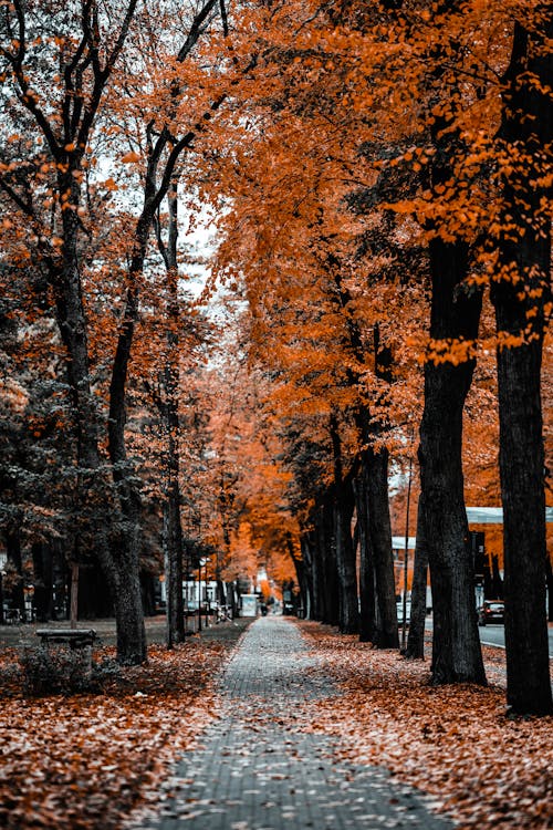 가을, 갈색, 계절의 무료 스톡 사진