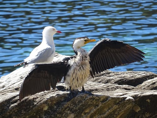 Free stock photo of cormorant, seagull, wet