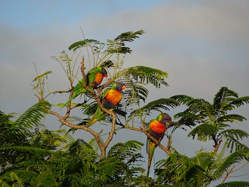 Darmowe zdjęcie z galerii z papuga, papugi, ptak